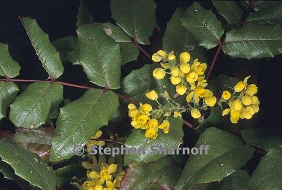 berberis aquifolium var aquifolium 1 graphic